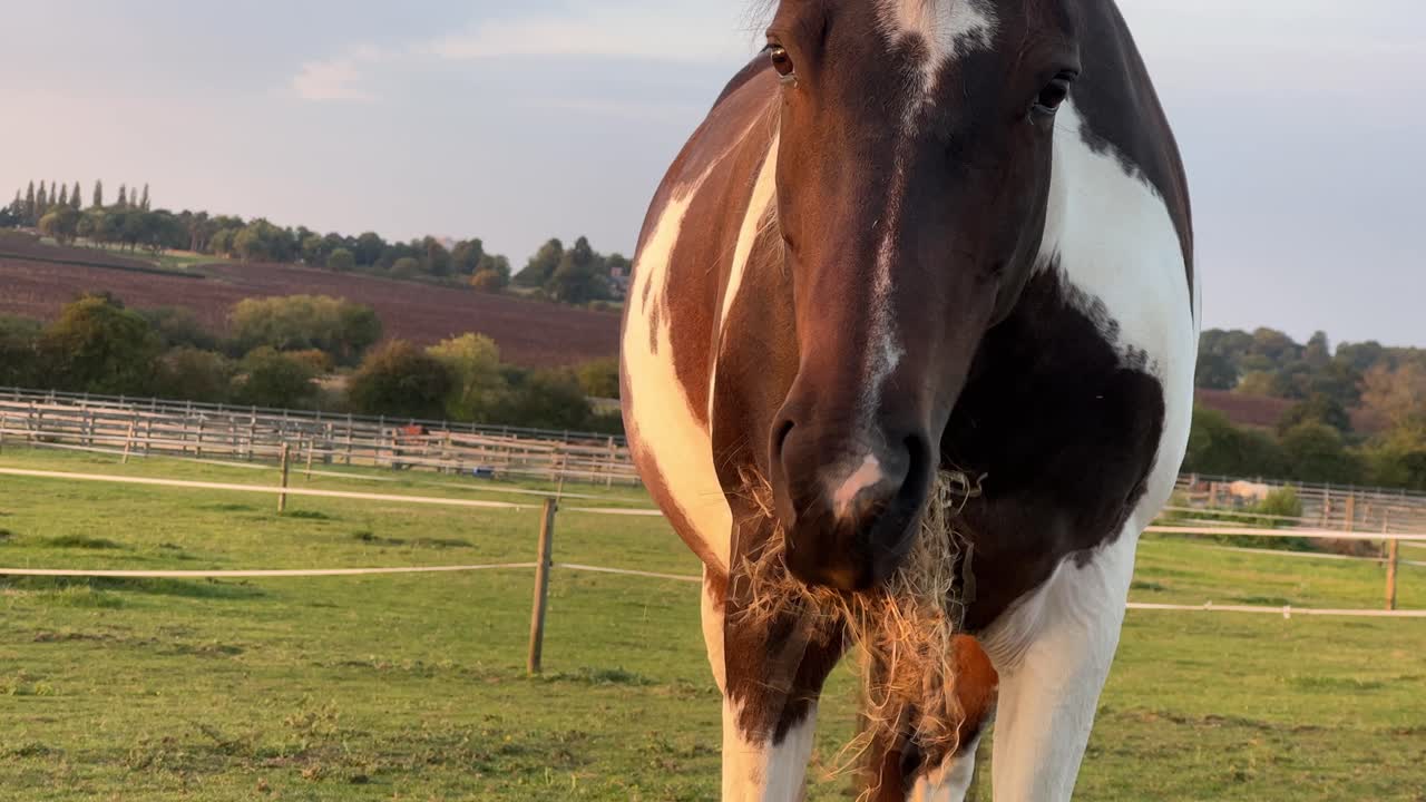 tomada de cerca de un caballo comiendo hierba durante la hora dorada en rugby, warwickshire en el reino unido