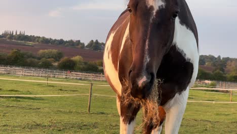 up-close shot of horse eating grass during golden hour in rugby, warwickshire in united kingdom