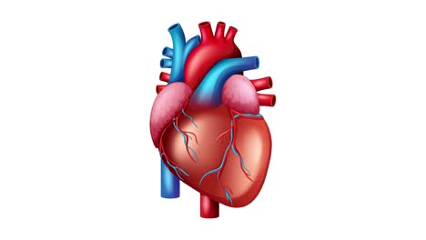 anatomía del corazón humano