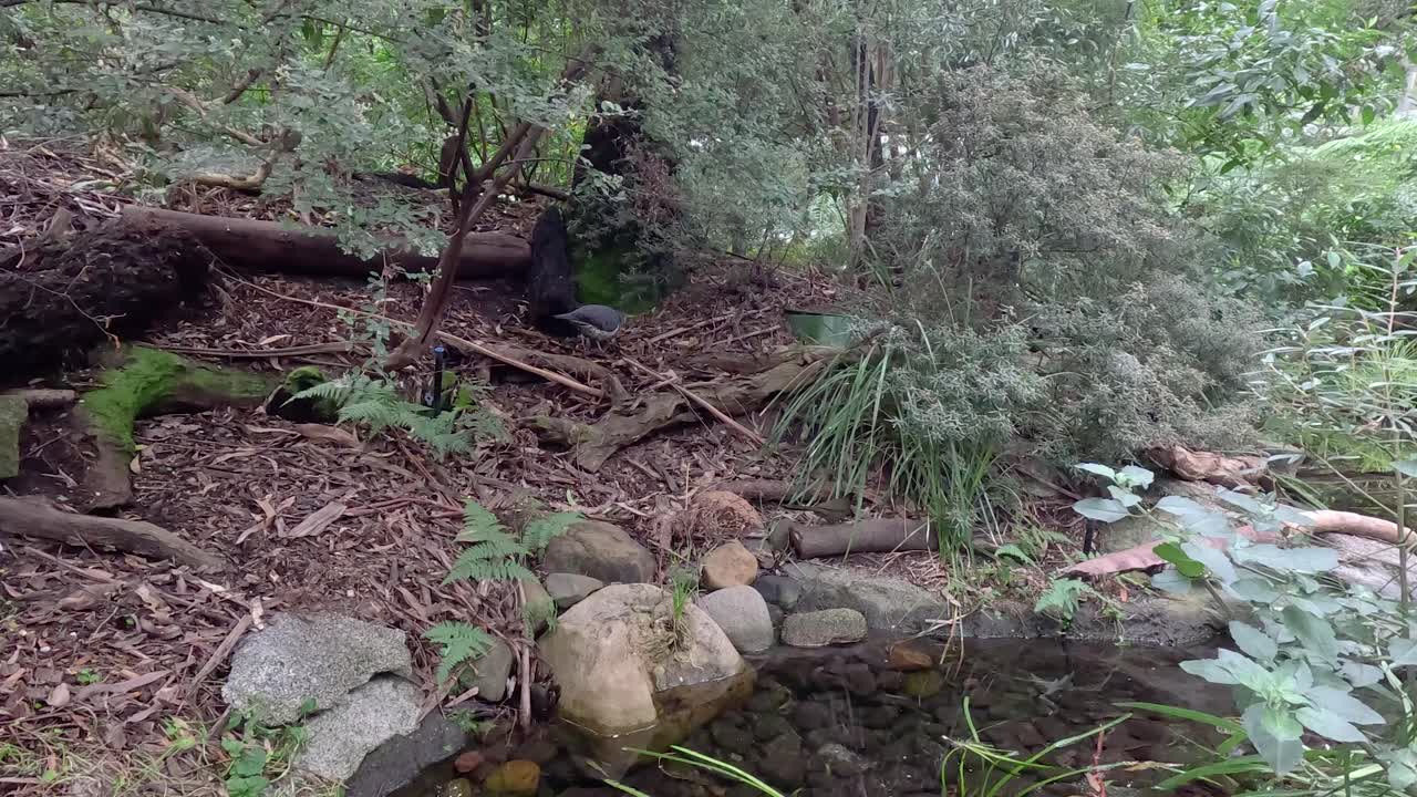 aves que interactúan en un jardín exuberante