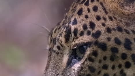 portrait of a wild leopard blinking its eyes