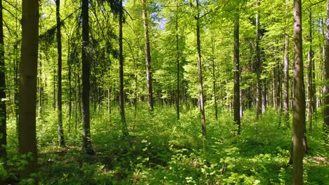 flying between the trees in the spring forest.