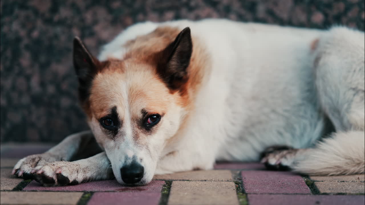 Close up of a white and brown dog resting on red and yellow pavement