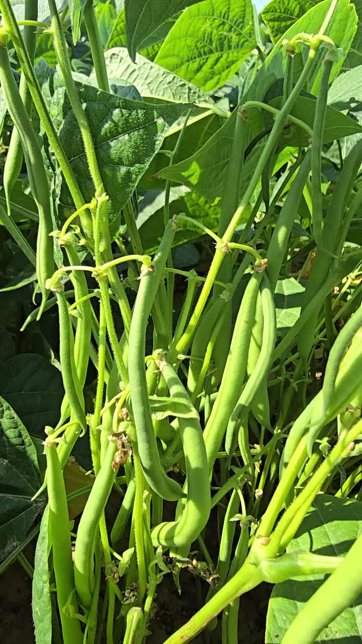 Fixed close-up of green bean plant gently moving in wind on sunny day