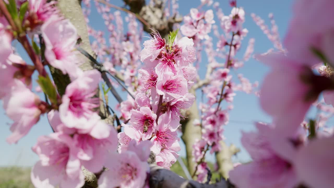 가까이에서 찍은 아름다운 복아 나무 꽃은 푸른 하늘을 대비하여 은 봄 날에 꽃을 피운다 사쿠라 아몬드 복아