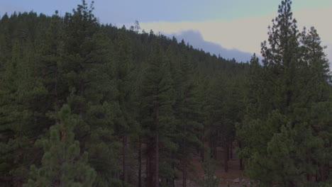 Luft-Dröhnt-Nach-Oben-Und-Durch-Douglasien-In-Richtung-Bergrücken-Und-Wolken-Am-Horizont-In-Lake-Tahoe,-Nevada