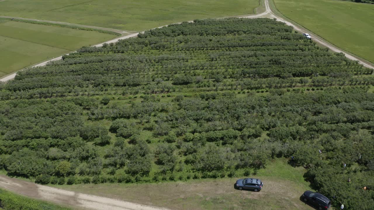 매사추세츠 블루베리 농장