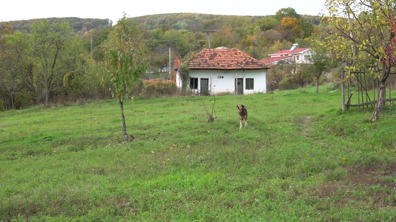 Plano general de un perro ladrando en el campo.