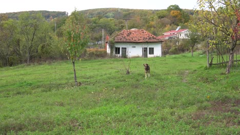 Weitwinkelaufnahme-Eines-Hundes,-Der-Auf-Dem-Feld-Bellt