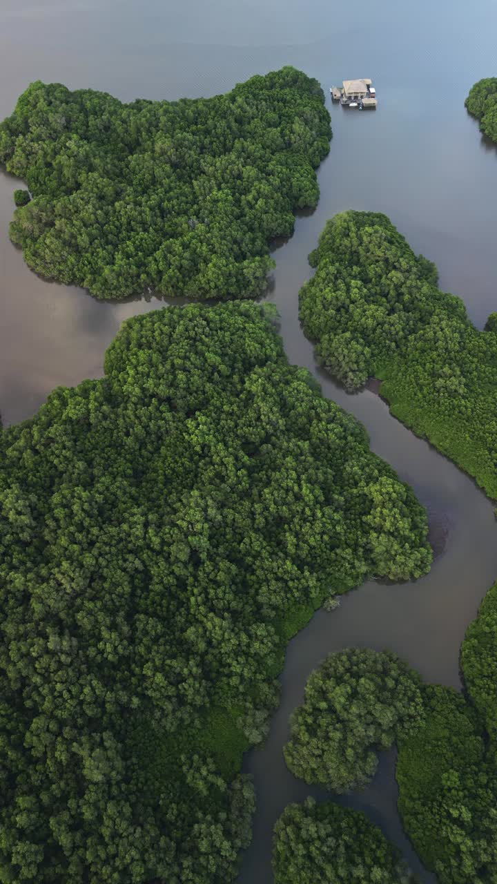 Stunning drone view shows Bali mangrove forest canopy and rivers blending with the ocean, highlighting the rich biodiversity of this unique tropical ecosystem