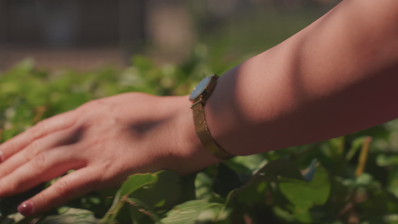 caucasian woman hand touching hedge in sunlit park, gold watch on wrist, manicured nails, soft bokeh background, gentle caress of foliage, serene summer mood, intimate tactile moment capturing slow