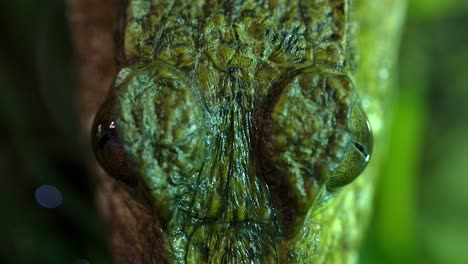 caiman macro overhead as it waits in pond