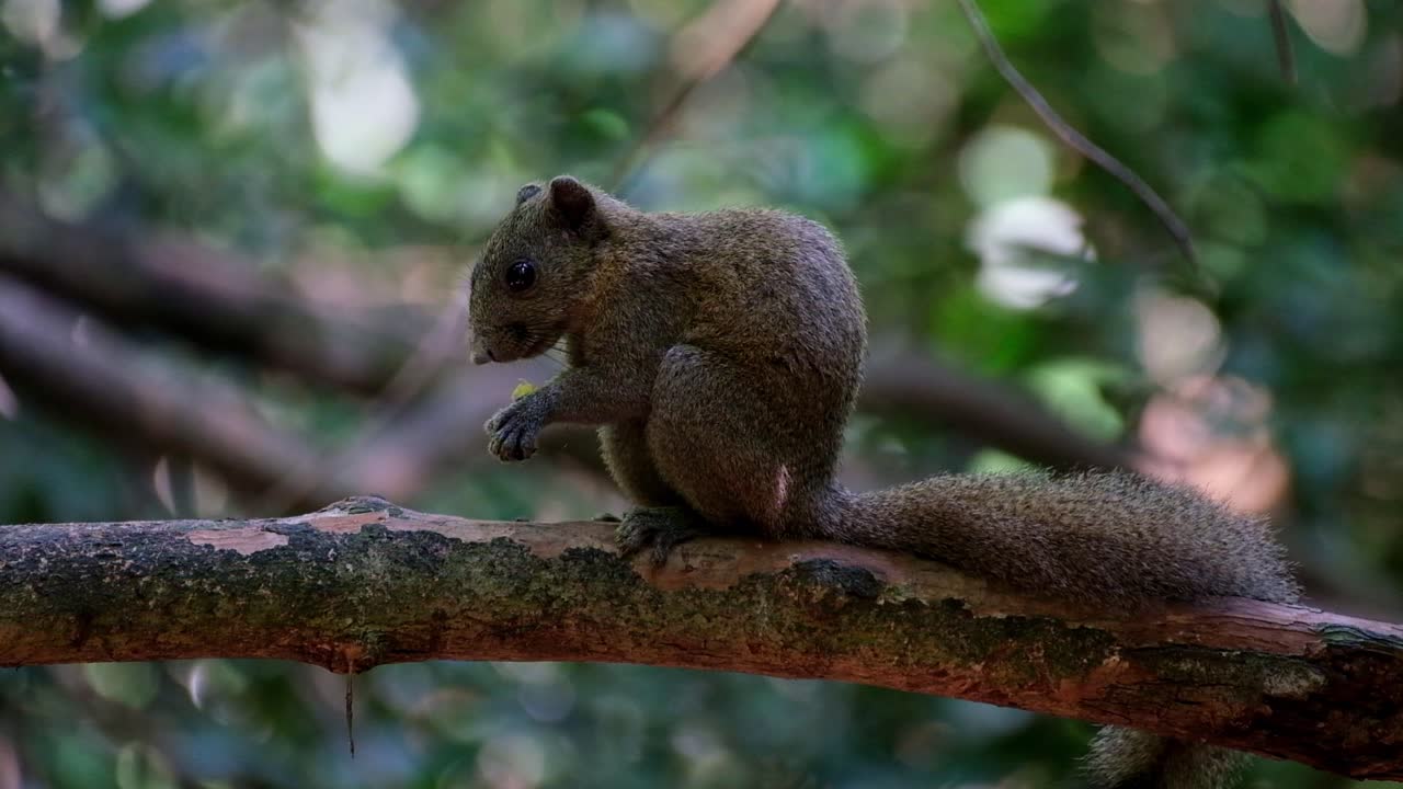 mirando hacia la izquierda parado en la rama terminando una fruta luego se rasca la cabeza y se va, ardilla de vientre gris callosciurus caniceps, parque nacional kaeng krachan, tailandia