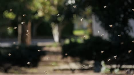 abejas pululando a la luz de la tarde en áfrica rural, cámara lenta