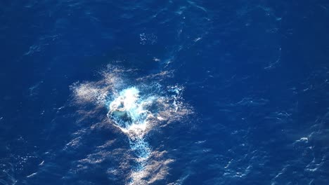 4k aerial: baby humpback whale breaching multiple times in different variations