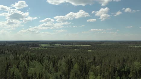 Kreisen-Sie-Im-Sommer-Durch-Die-Grünen-Wälder