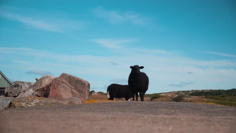 Curious-sheep-wandering-around-in-the-same-place,-eating-and-looking-around