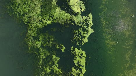 greenish seaweed plant growing underwater lake aerial drone fly above dutch haringvliet