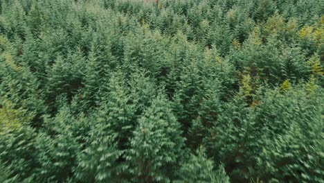 Aerial-view-flying-over-dense-evergreen-forest,-change-to-autumn-colours