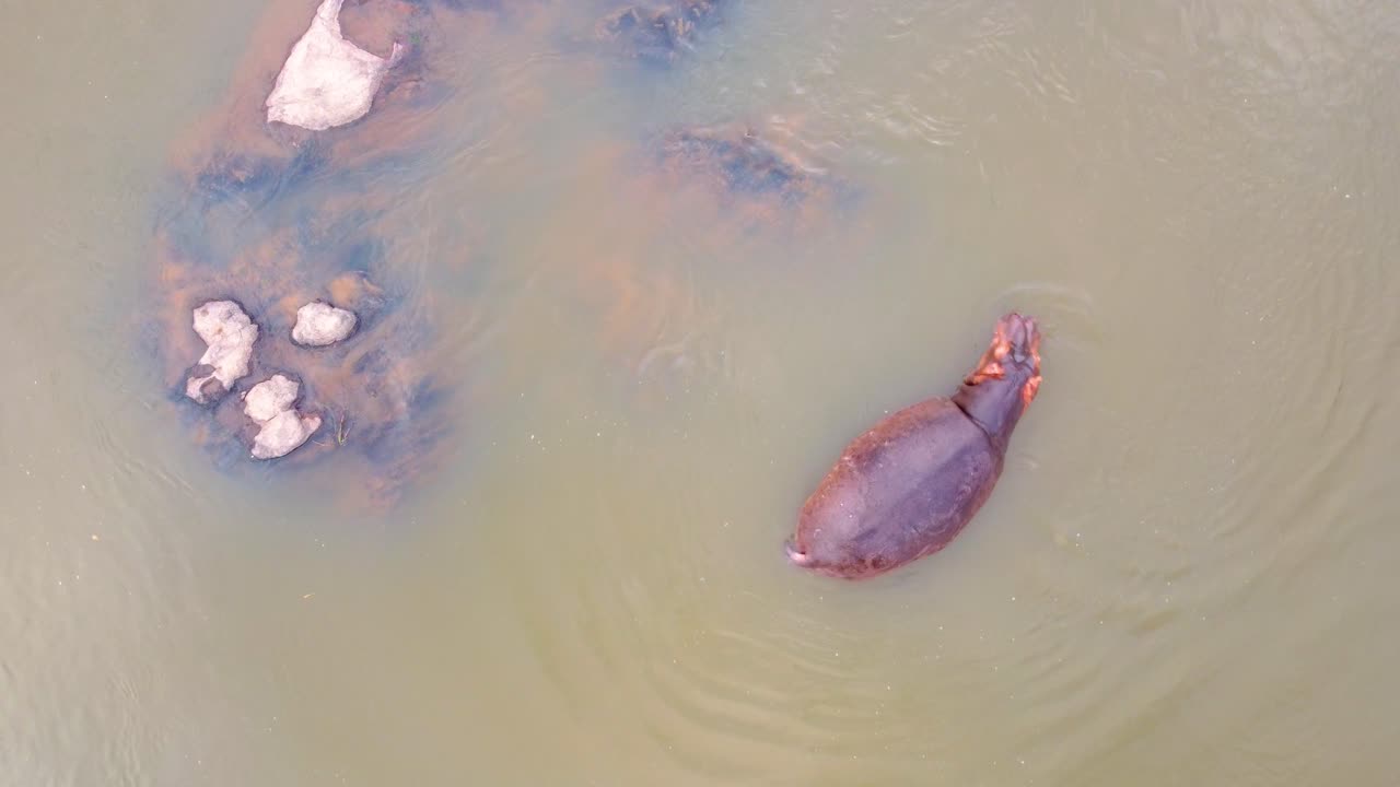 크루거 국립공원 (남아프리카) 의 호수 꼭대기에 휴식을 취하고 있는 아프리카 히포포