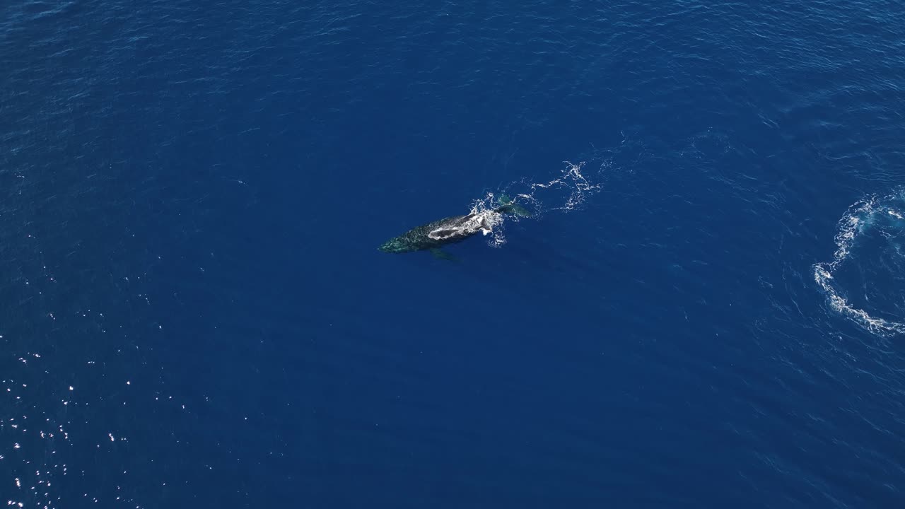 새끼 송아지에게 수영하는 법을 가르치는 어미 혹등고래 주변의 공중 시차