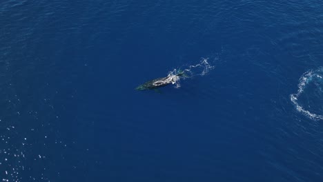 Paralaje-Aéreo-Alrededor-De-Una-Madre-Ballena-Jorobada-Enseñando-A-Su-Cría-Recién-Nacida-A-Nadar