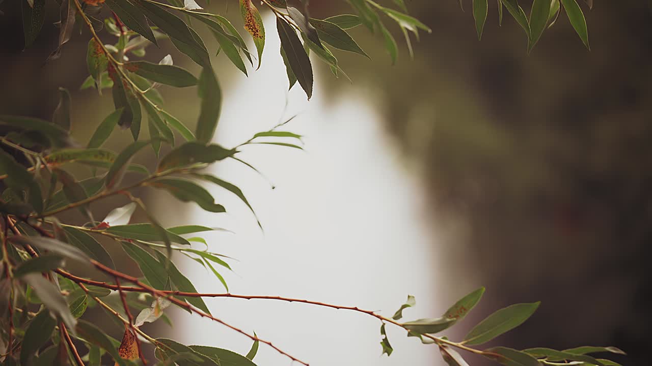 cascada y arboles al fondo