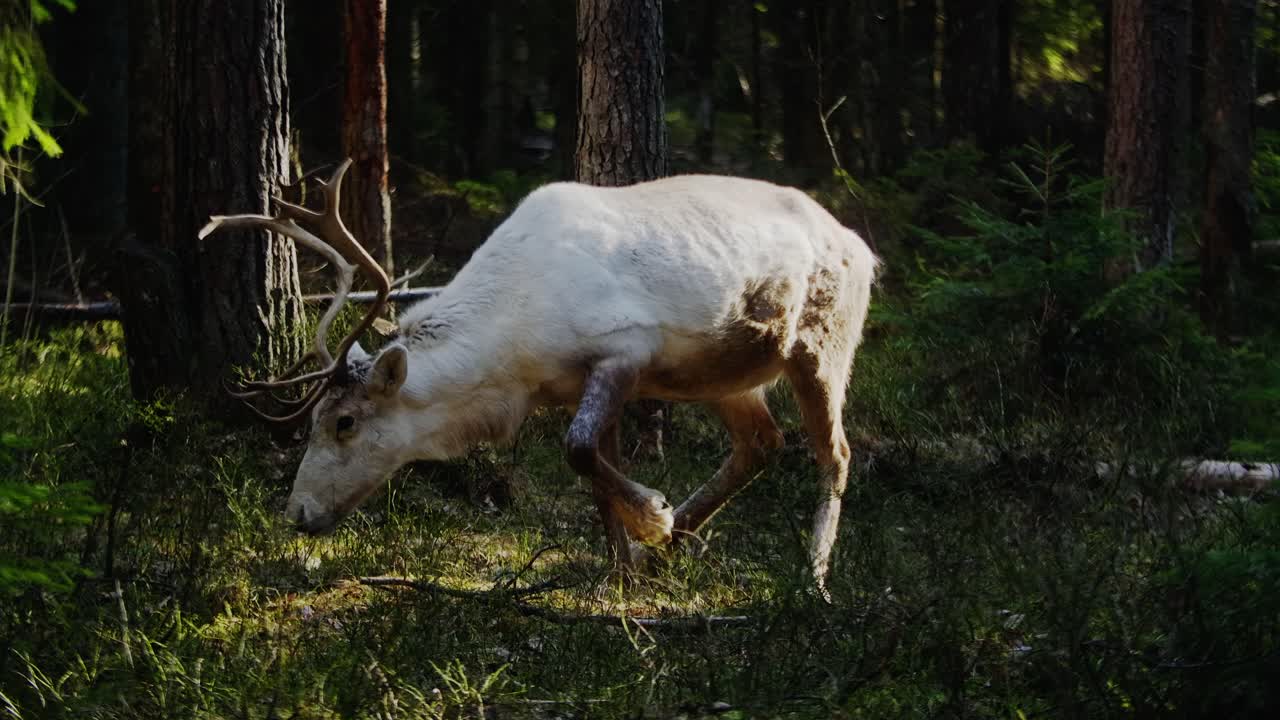 лесной олень с красивыми рогами ест траву в тени солнца и вдруг чувствует потребность отдохнуть и ложится на землю