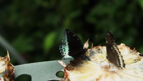 common mormon and blue moon butterfly feeding on