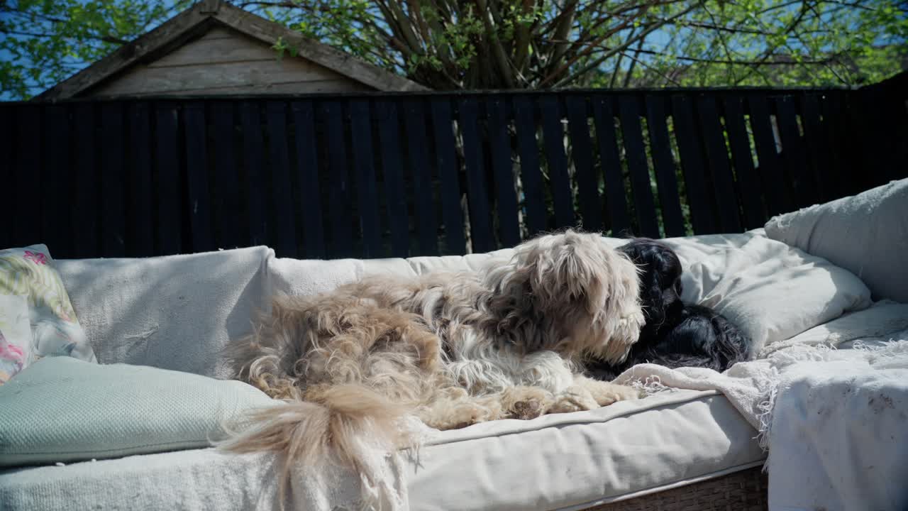 Bearded Collie, Cocker Spaniel, loyal companionship, sleepy home comforts