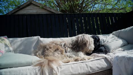 bearded collie, cocker spaniel, loyal companionship, sleepy home comforts