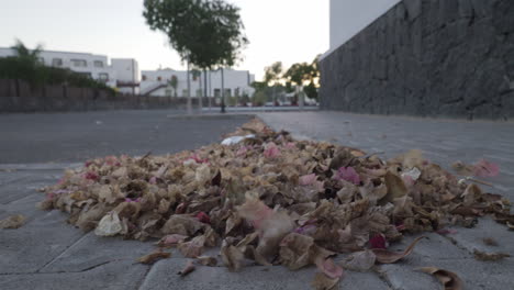 A-leaf-litter-heap