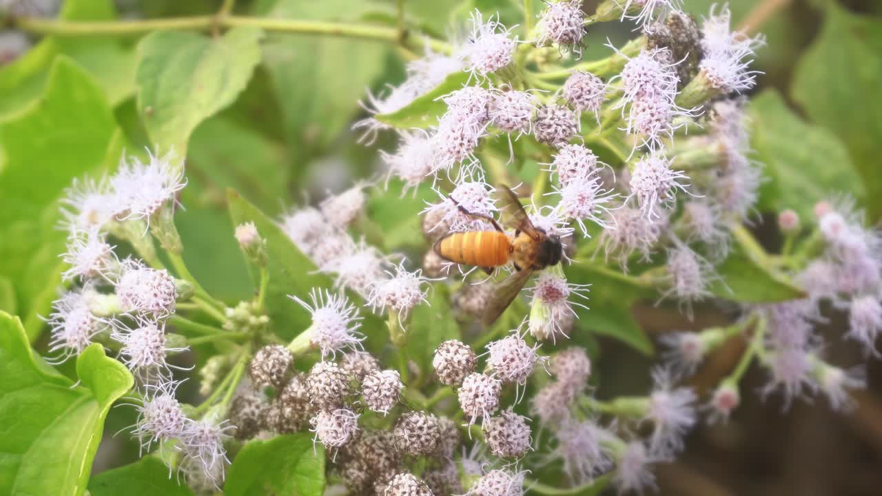 벌들이 야생화에서 꿀을 모으고 있다