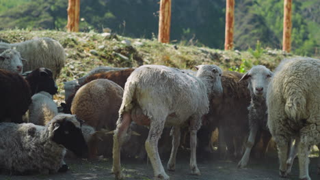 sheep and lambs rest on shady field on sunny day closeup