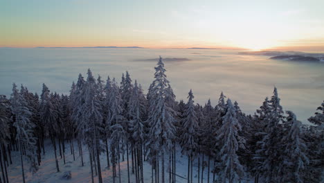 tall-trees-covering-a-hill-with-fresh-snow-during-sunset-with-a-valley-covered-in-fog-in-the-background