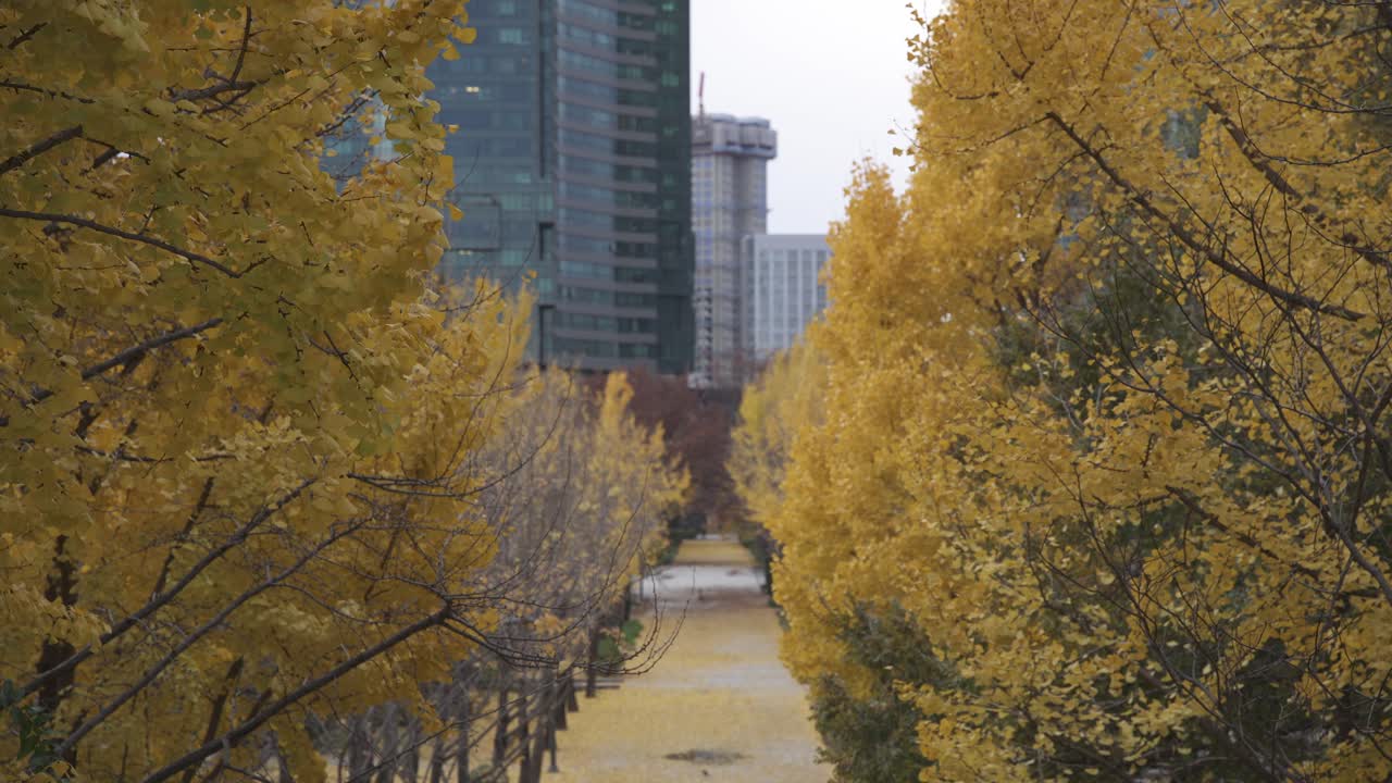 서울의 숲 공원에서 화려한 산책로, 활기찬 가을 잎자루로 둘러싸여 조용하고 다채로운 가을 분위기를 만니다.