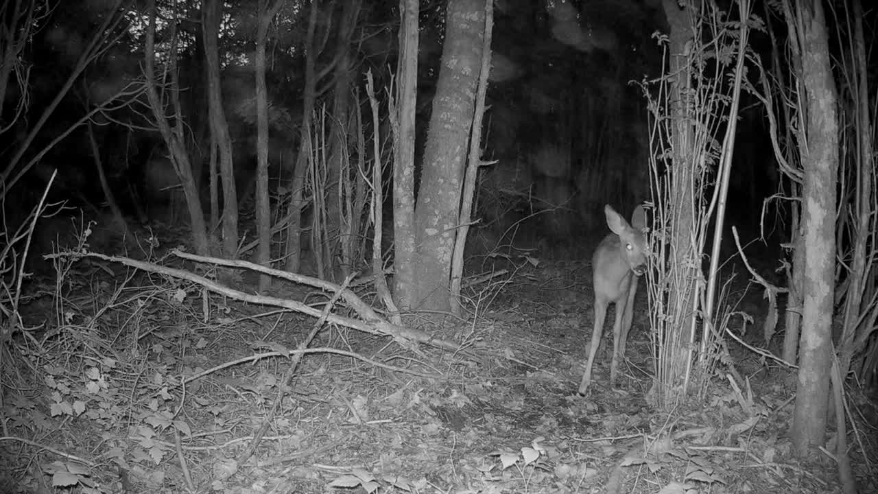 el ciervo (capreolus capreolus) madre camina en el bosque con sus dos terneros. por la noche. los mosquitos vuelan frente a la cámara. saaremaa, estonia.