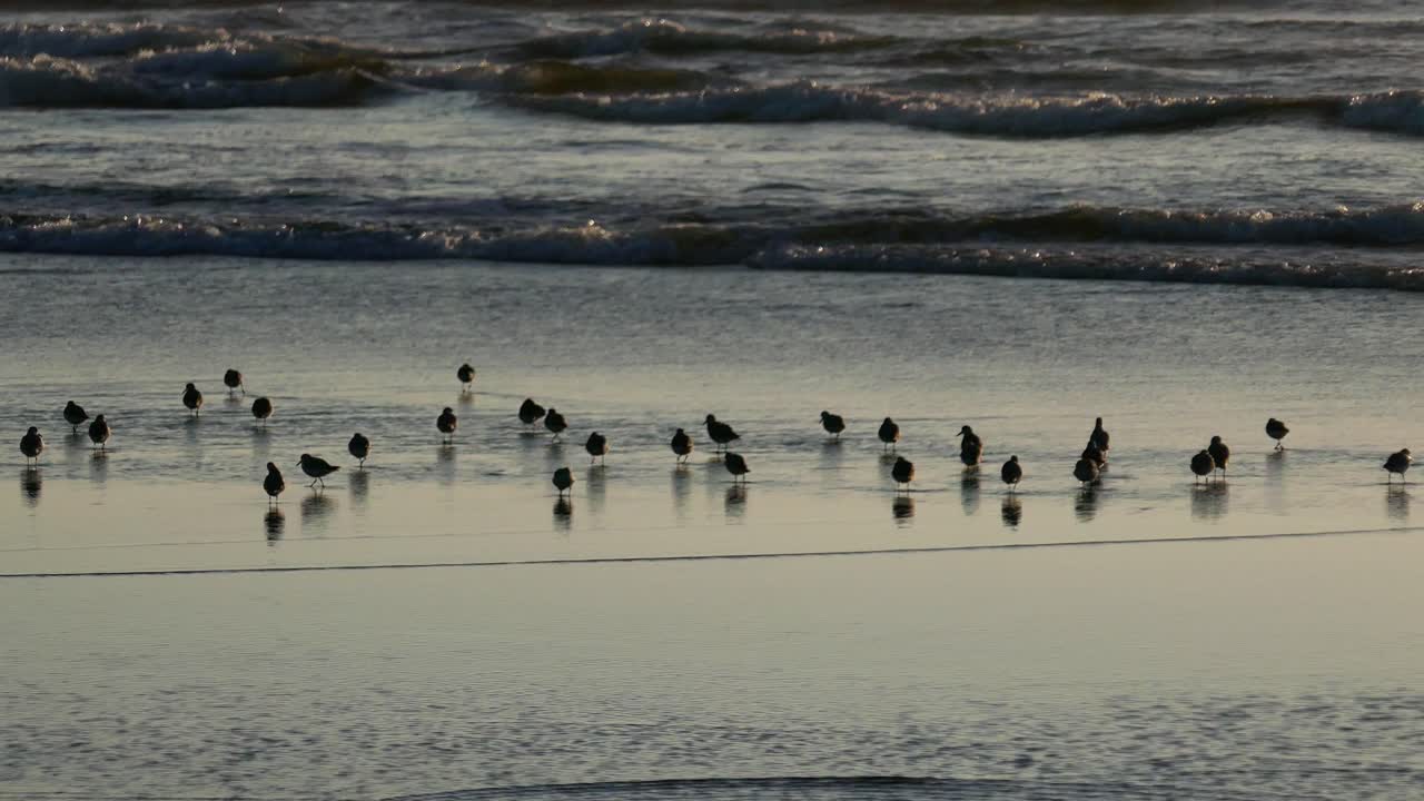 Sandpipers reflecting in shallow water while flying over the ocean waves