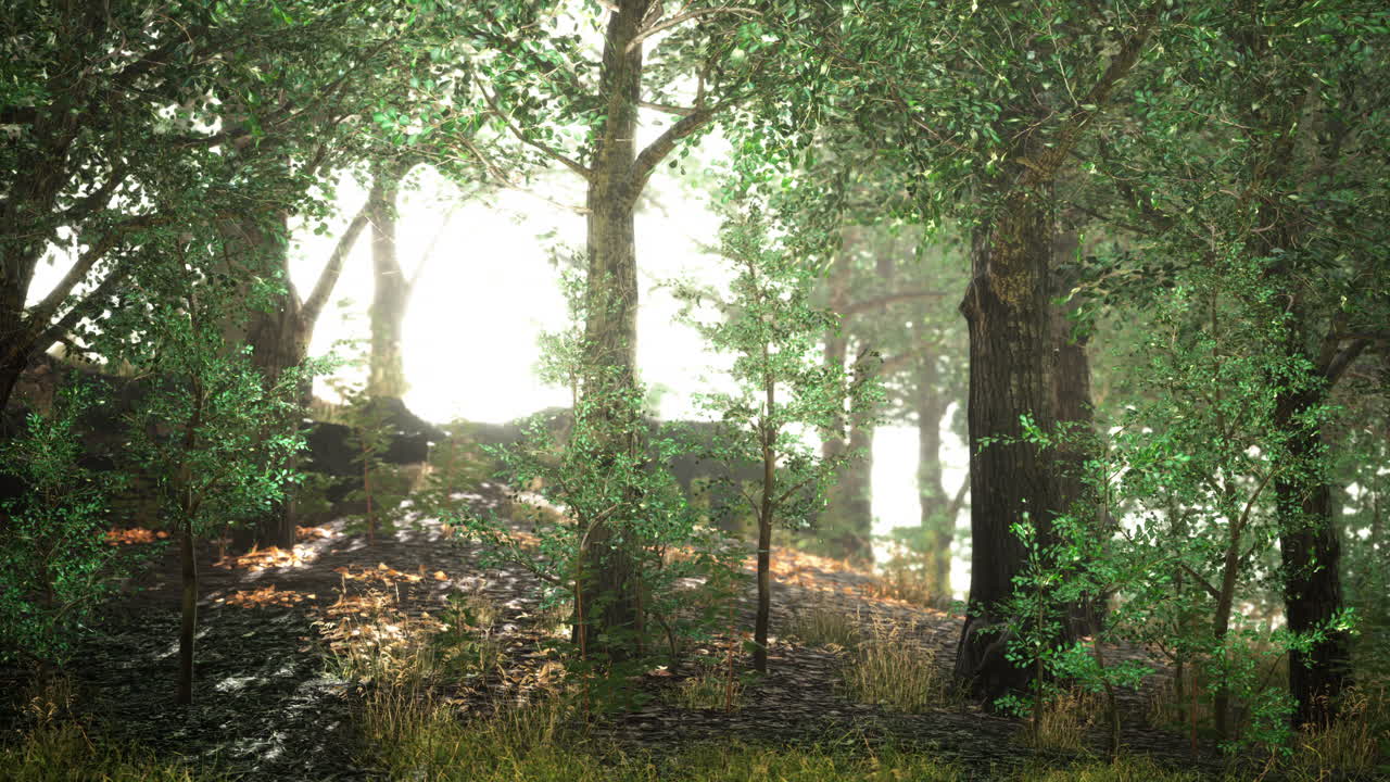 안개가 있는 어두운 꿈꾸는 숲