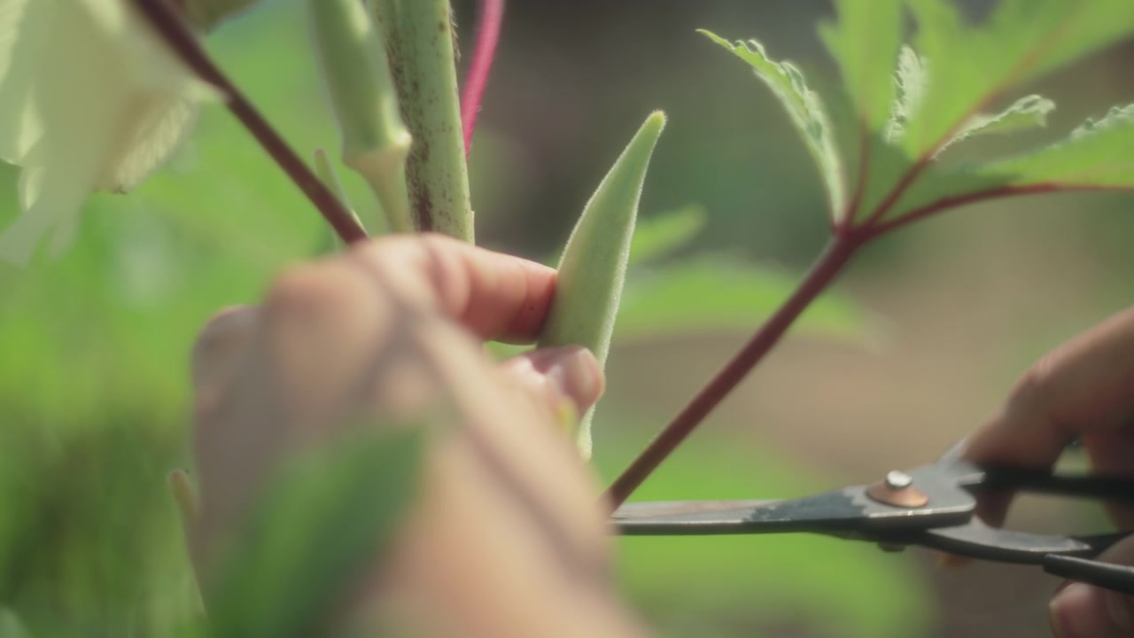 Woman cutting okra plant with scissors