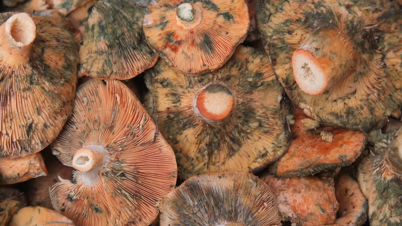 Close-up de cogumelos silvestres comestíveis