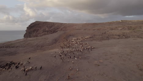 aerial shot following a herd of sheep and goats at mid-distance during sunset