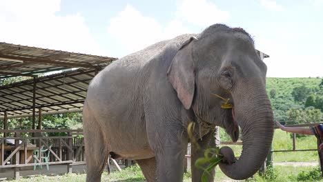 Happy-elephant-eating-tall-mais-grass-in-one-of-Chiang-mai's-sanctuaries