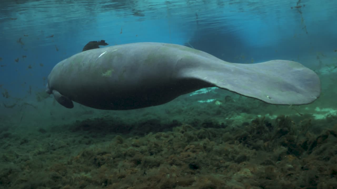Underwater view of a manatee swimming gracefully in clear blue Florida spring water near vegetation