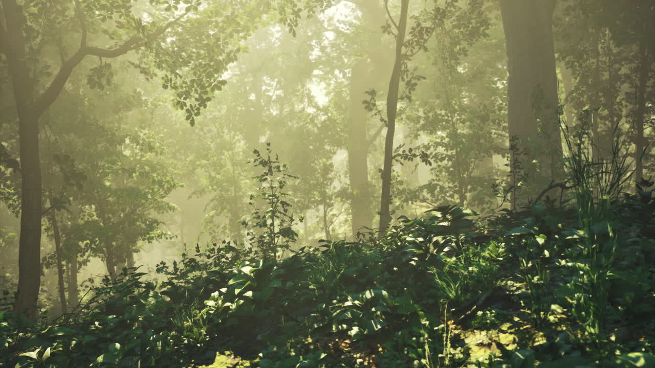 Misty forest landscape with sunlight filtering through trees in morning