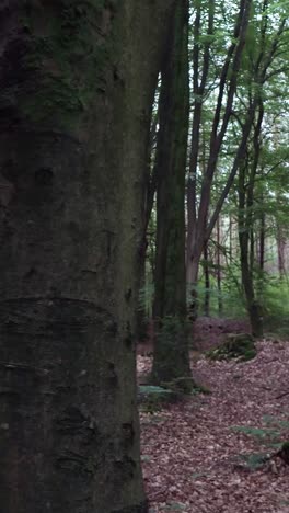 forest scene with trees and leaves