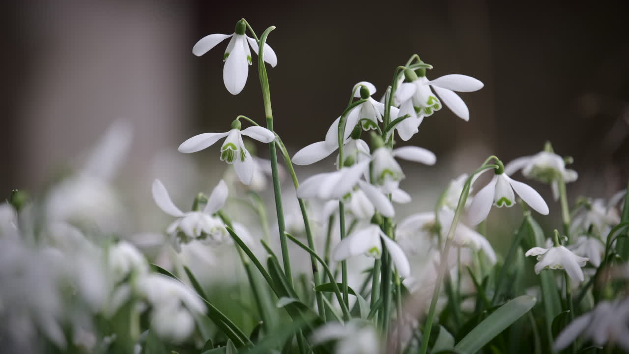 un lecho de flores blancas puras de gotas de nieve en un jardín en worcestershire, inglaterra en un día ventoso