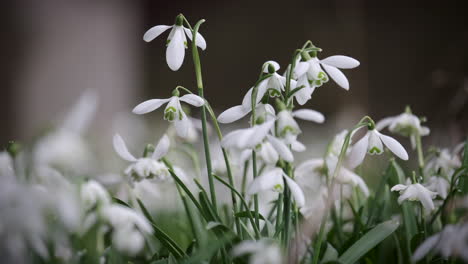 a bed of pure white snowdrop flowers in a garden in worcestershire, england on a windy day