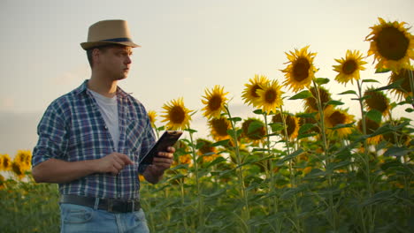 Ein-Student-Mit-Strohhut-Läuft-Bei-Sonnenuntergang-In-Der-Natur-über-Ein-Feld-Mit-Großen-Sonnenblumen-Und-Schreibt-Informationen-Darüber-Auf-Sein-Elektronisches-Tablet.