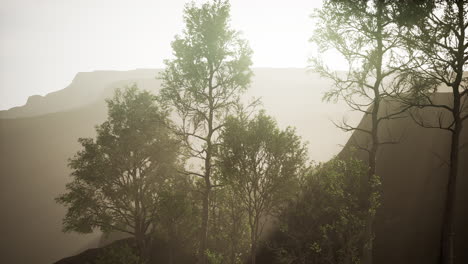 Pine-trees-and-Huangshan-mountains-in-China